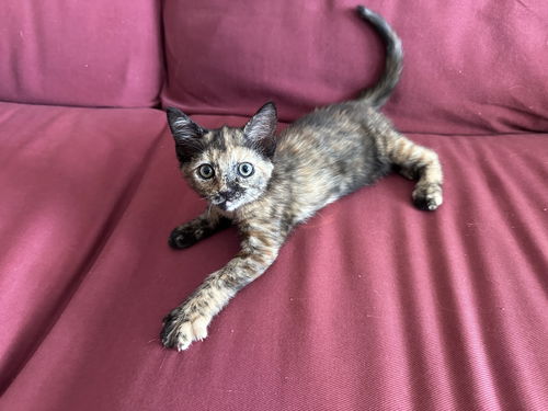 Roxie