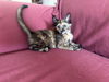 Roxie