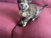 Roxie
