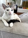 Angel courtesy post