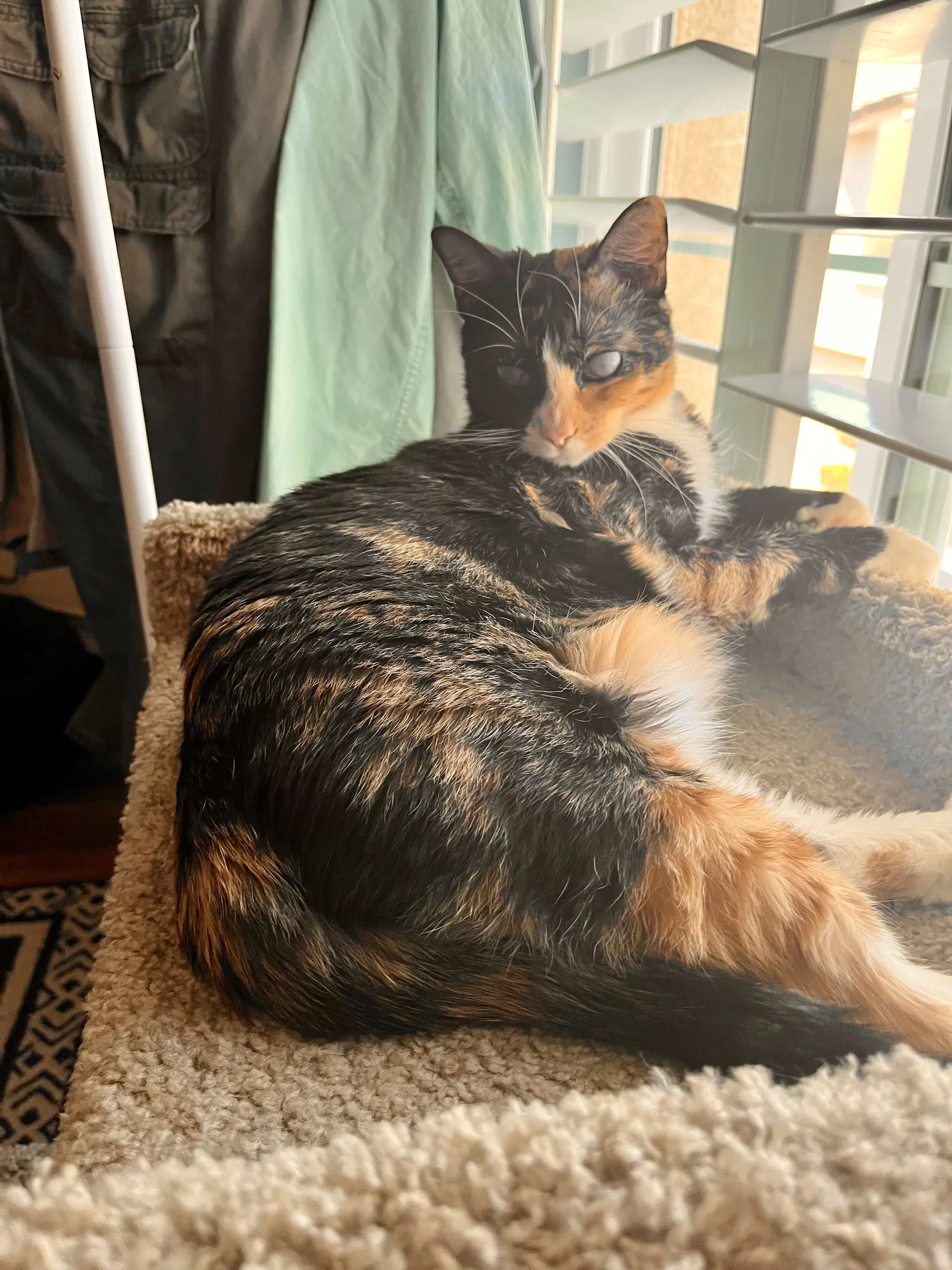 Jelly - Calico