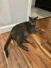 adoptable Cat in  named Ivan