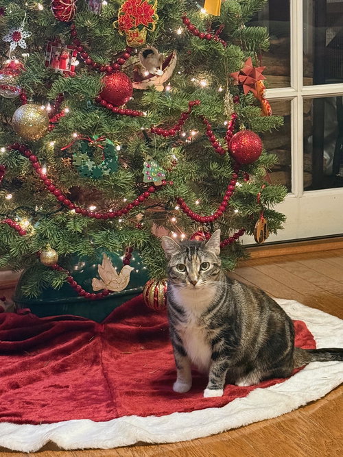 HIBISCUS - Calico / Tabby available for adoption