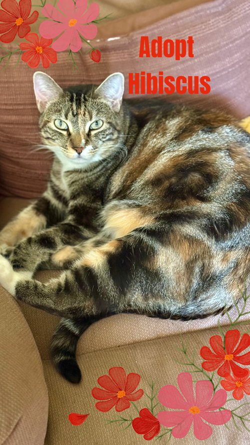 HIBISCUS - Calico / Tabby available for adoption