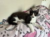 KitKat