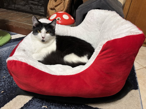 MUSKETEER - Tuxedo / Domestic Long Hair available for adoption