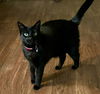 Chucho- courtesy post
