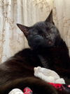Chucho- courtesy post