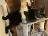 Chucho- courtesy post