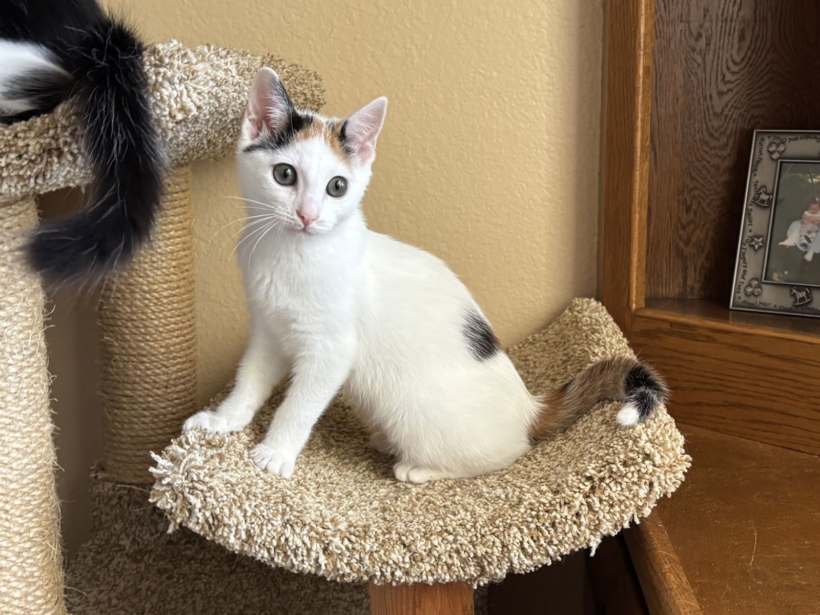 adoptable Cat in Mission Viejo, CA named Officer Michaela
