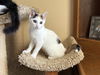 adoptable Cat in  named Officer Michaela