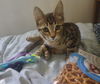 adoptable Cat in  named Melina courtesy post