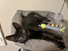 adoptable Cat in  named Rojo