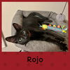Rojo