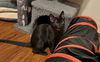 adoptable Cat in  named Naranja