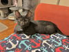 adoptable Cat in  named El Verde