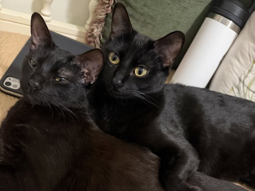 EL VERDE - Bombay / Domestic Short Hair available for adoption