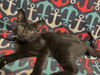 adoptable Cat in  named Azule