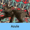 Azule