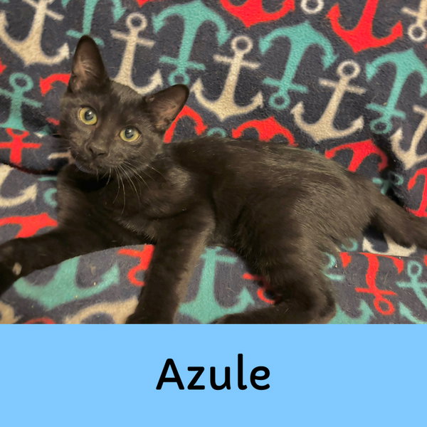 Azule