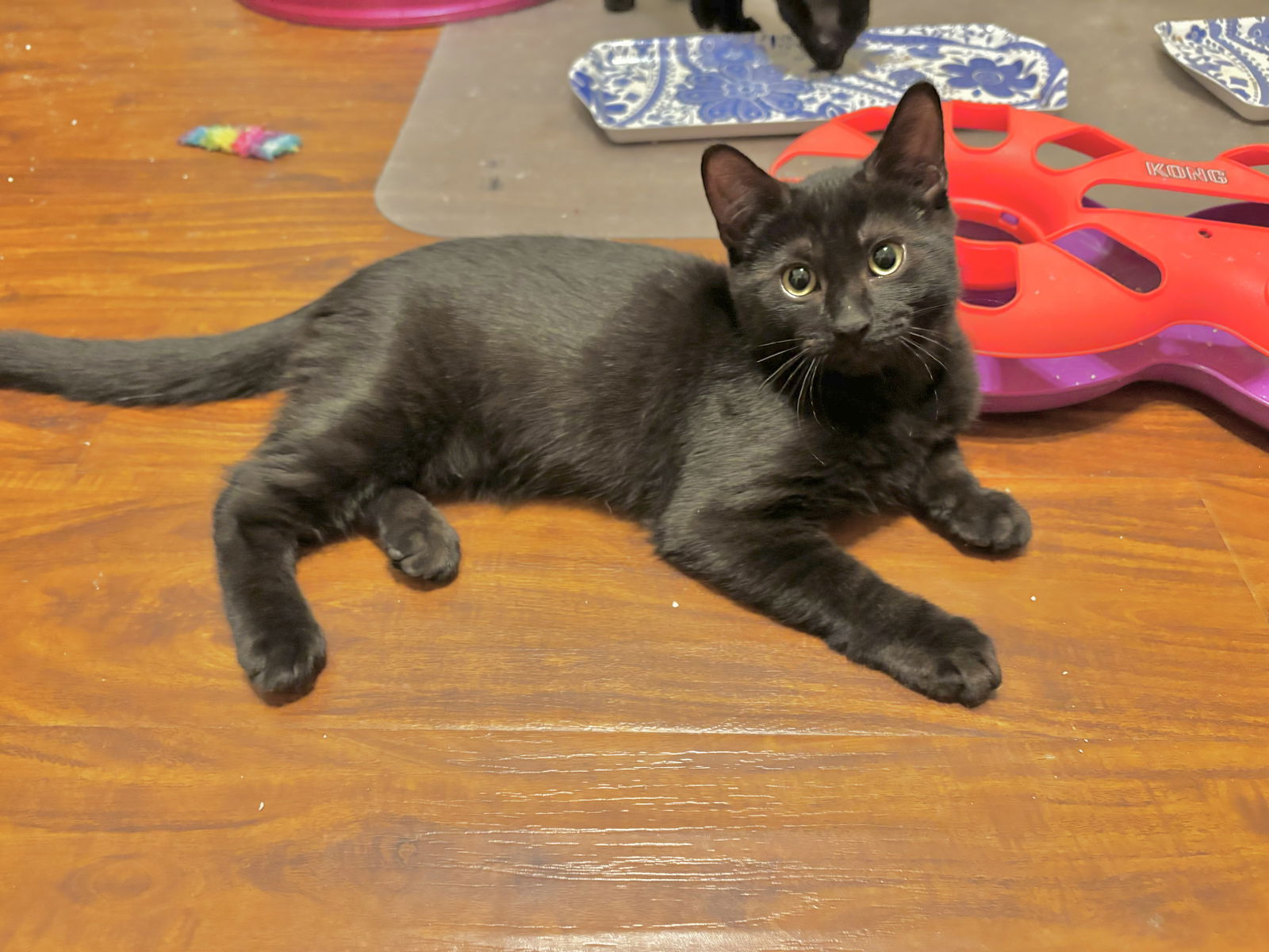 adoptable Cat in Mission Viejo, CA named Amarillo