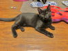 adoptable Cat in  named Amarillo