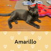 Amarillo