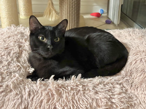 AMARILLO - Bombay / Domestic Short Hair available for adoption