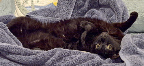 AMARILLO - Bombay / Domestic Short Hair available for adoption