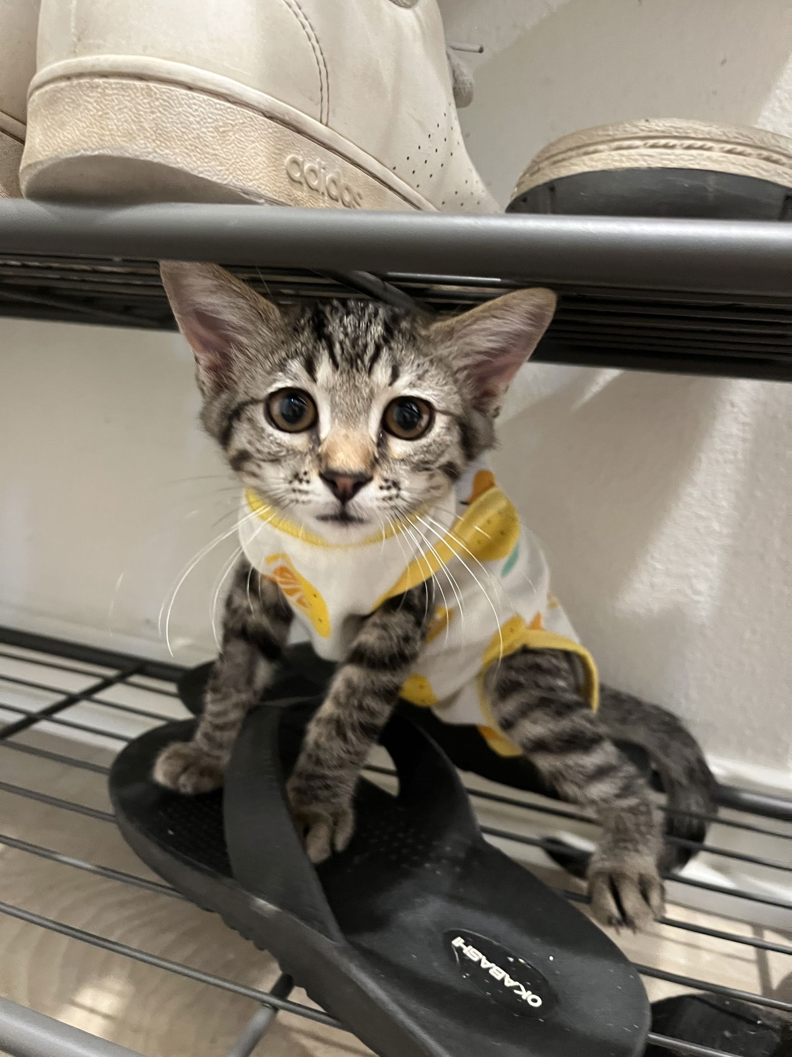 adoptable Cat in Mission Viejo, CA named Gremlin