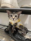 adoptable Cat in  named Gremlin