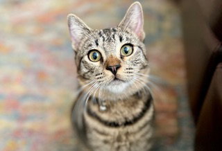 DAVIS - Tabby / Domestic Short Hair available for adoption