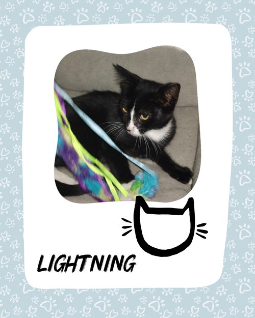 LIGHTING-COURTESY POST - Tuxedo / Domestic Short Hair available for adoption