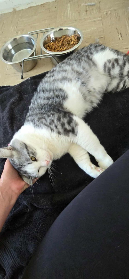 MACK - Tabby / Domestic Short Hair available for adoption