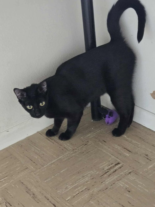 PRISM - Bombay / Domestic Short Hair available for adoption