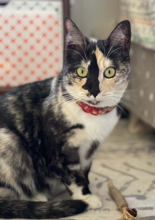 Happy Hour, Adult Calico / Domestic Short Hair / Mixed (short coat), cat for adoption in Westminster, California