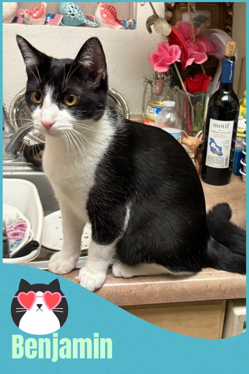 BENJAMIN COURTESY POST - Tuxedo / Domestic Short Hair available for adoption