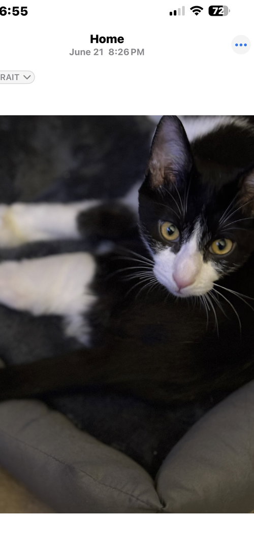 BENJAMIN COURTESY POST - Tuxedo / Domestic Short Hair available for adoption