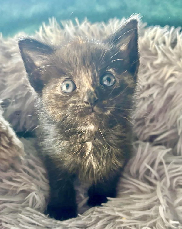 Gigabyte