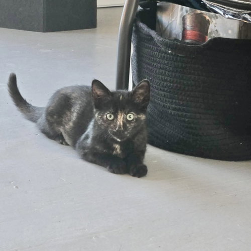 GIGABYTE - Tortoiseshell / Domestic Short Hair available for adoption