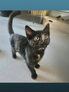 Gigabyte - Photo 1