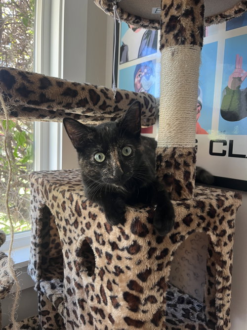 Gigabyte, Young Tortoiseshell / Domestic Short Hair / Mixed (short coat), cat for adoption in Westminster, California