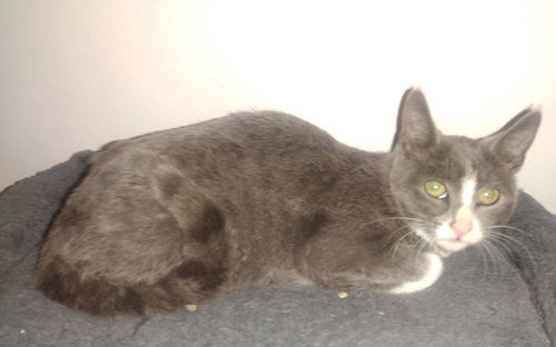 Shadow courtesy post, an adoptable Russian Blue in Mission Viejo, CA