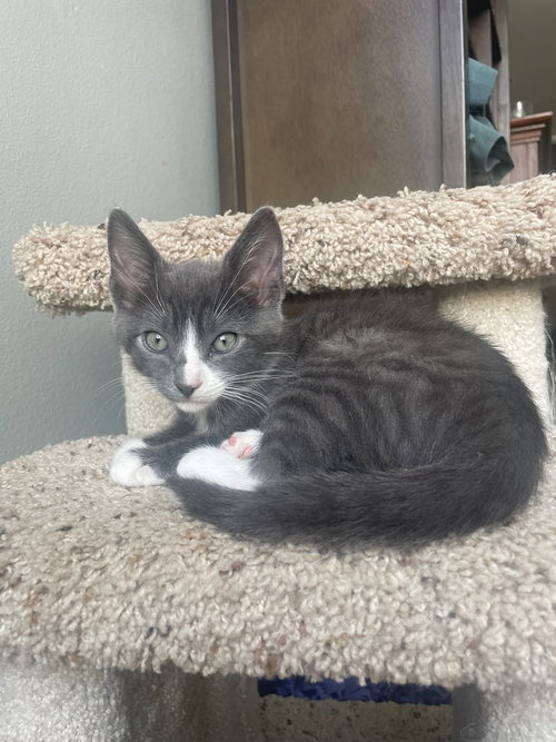 Zukko, Baby Russian Blue / Tabby / Mixed (short coat), cat for adoption in Westminster, California