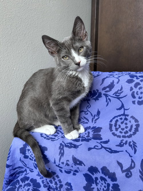 Zukko, an adoptable Russian Blue in Mission Viejo, CA