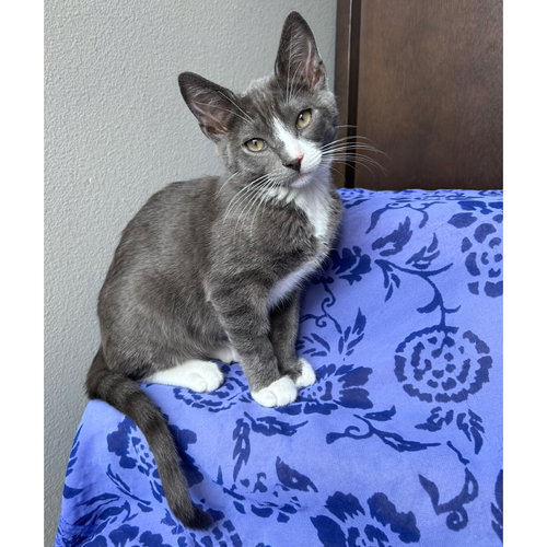 Zukko, Baby Russian Blue / Tabby / Mixed (short coat), cat for adoption in Paramount, California