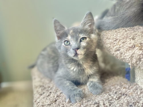 Azula, Baby Dilute Tortoiseshell / Tabby / Mixed (short coat), cat for adoption in Westminster, California