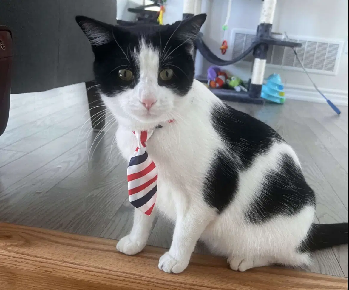 Tokyo Courtesy Post Long Term Foster Needed - Domestic Short Hair