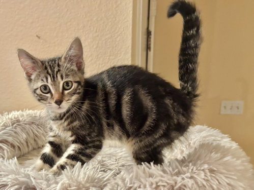 Groove, an adoptable Tabby in Mission Viejo, CA