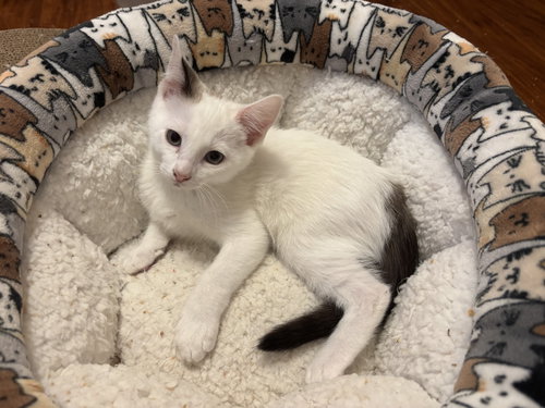 Scoots, an adoptable Turkish Van in Mission Viejo, CA